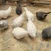 Pigeons de race thumb 0