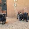 Berger allemand  malinois thumb 3