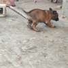 chiots malinois pure sang thumb 2