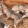 Husky de Siberie thumb 5