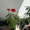 Plantes fleuries - zinnias thumb 3