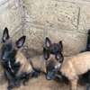 Chiots Berger Malinois thumb 1
