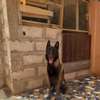 Chiots Berger Malinois thumb 3