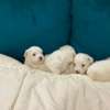BICHON MALTAIS thumb 3