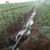 Tuyaux d'arrosage d'irrigation agricole, PE avec trous thumb 2