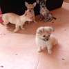 Chiots Chihuahua jeunes variés affectueux loyaux thumb 0