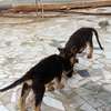 Chiot berger allemand a vendre thumb 3