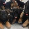 Chiots berger allemand pure race thumb 1