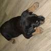 Chiot Rottweiler à vendre thumb 2