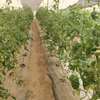 Serre agricole thumb 1