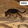 Chiot berger allemand pur thumb 3