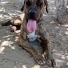 Femelle Presa Canario thumb 1