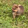Pomeranien thumb 5