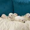 Bichon maltais thumb 3