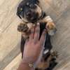 Chiot Rottweiler à vendre thumb 5