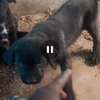 Chiots Cane Pure Race thumb 7