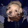 Bichon Maltais thumb 4