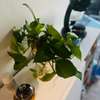 Petites et grandes Plantes d'intérieur vertes thumb 4
