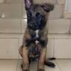 Berger malinois thumb 1