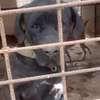 Chiots Cane Pure Race thumb 3