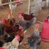 Poussins Goliath vaccinés à vendre thumb 0