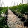 Serre thumb 12