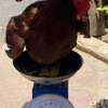 Poussins et œufs fertiles poulet goliath thumb 3