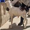 Moutons Ladoum thumb 0