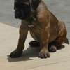 chiots cane corso thumb 5