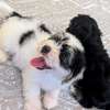 2 Chiots Bichon Maltais affectueux et joueurs thumb 1