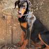 Chiot femelle Doberman noir et feu thumb 5