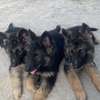 Berger Allemand chiot noir et feu thumb 7