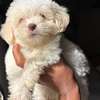 BICHONS à vendre thumb 0