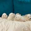 BICHON MALTAIS thumb 0