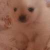 Pomeranè thumb 5