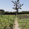 Terrain 1 hectare a sebiponty ndoyene thumb 0