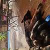 Berger allemand  malinois thumb 0
