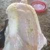 Poulet de chair thumb 1