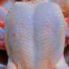 POULET thumb 0