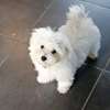 Magnifique chiots bichon maltais thumb 1