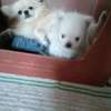 Pomeranè thumb 0