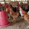 Poussins Goliath vaccinés à vendre thumb 12