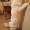 Maine Coon thumb 5