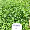 Vente de nana (menthe) thumb 4