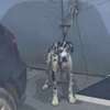 DOG ALLEMAND thumb 4