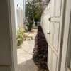 Villa avec jardin et piscine aux almadies thumb 3