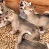 Husky de Siberie thumb 4