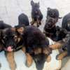Chiots berger allemand pure race thumb 0