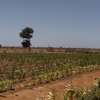 Terrain agricole Notto Diobass village Ngolar thumb 1