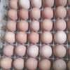 Poussins et œufs fertiles poulet goliath thumb 7